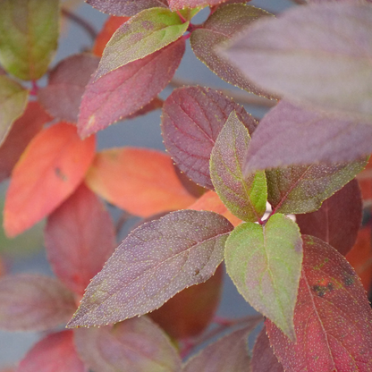 Fire Light Tidbit® Panicle Hydrangea (paniculata)