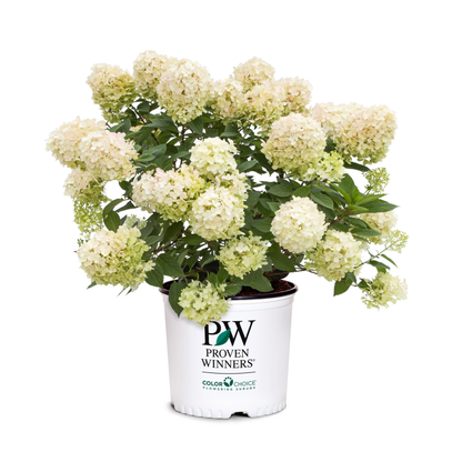Fire Light Tidbit® Panicle Hydrangea (paniculata)