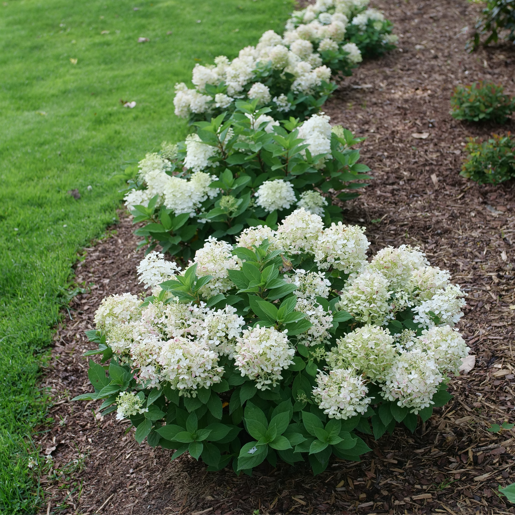 Panicle Hydrangea | Fire Light Tidbit® | Proven Winners® Shrubs