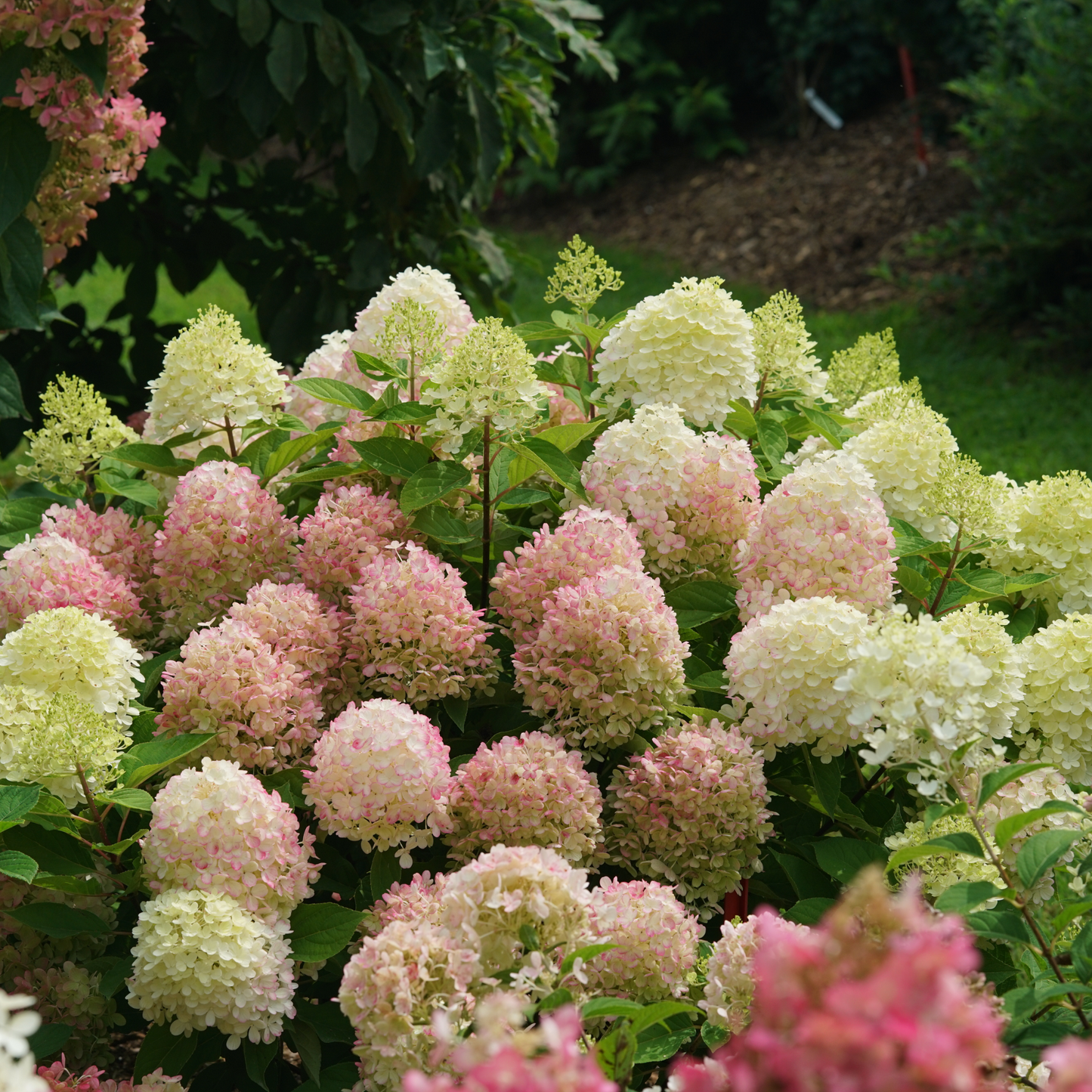 Fire Light Tidbit® Panicle Hydrangea (paniculata)