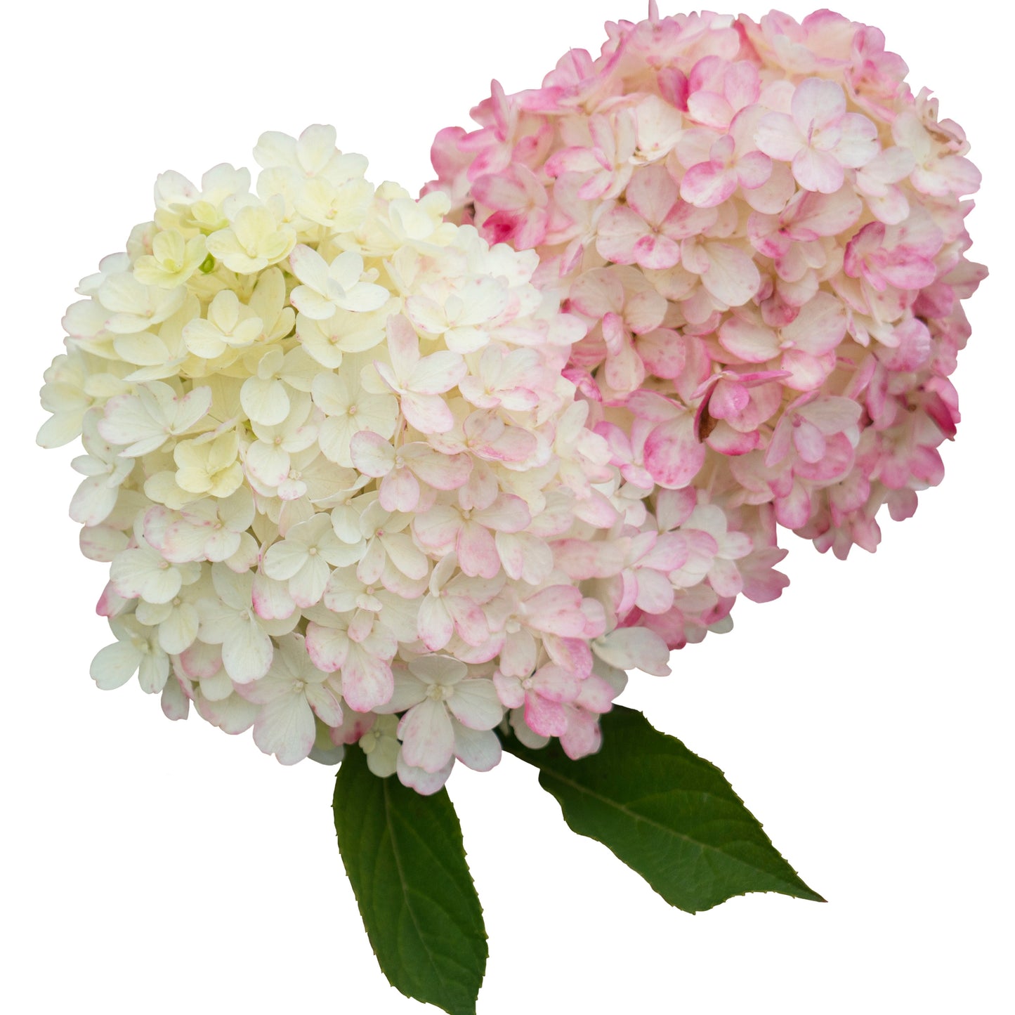 Fire Light Tidbit® Panicle Hydrangea (paniculata)