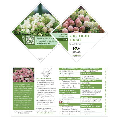 Fire Light Tidbit® Panicle Hydrangea (paniculata)