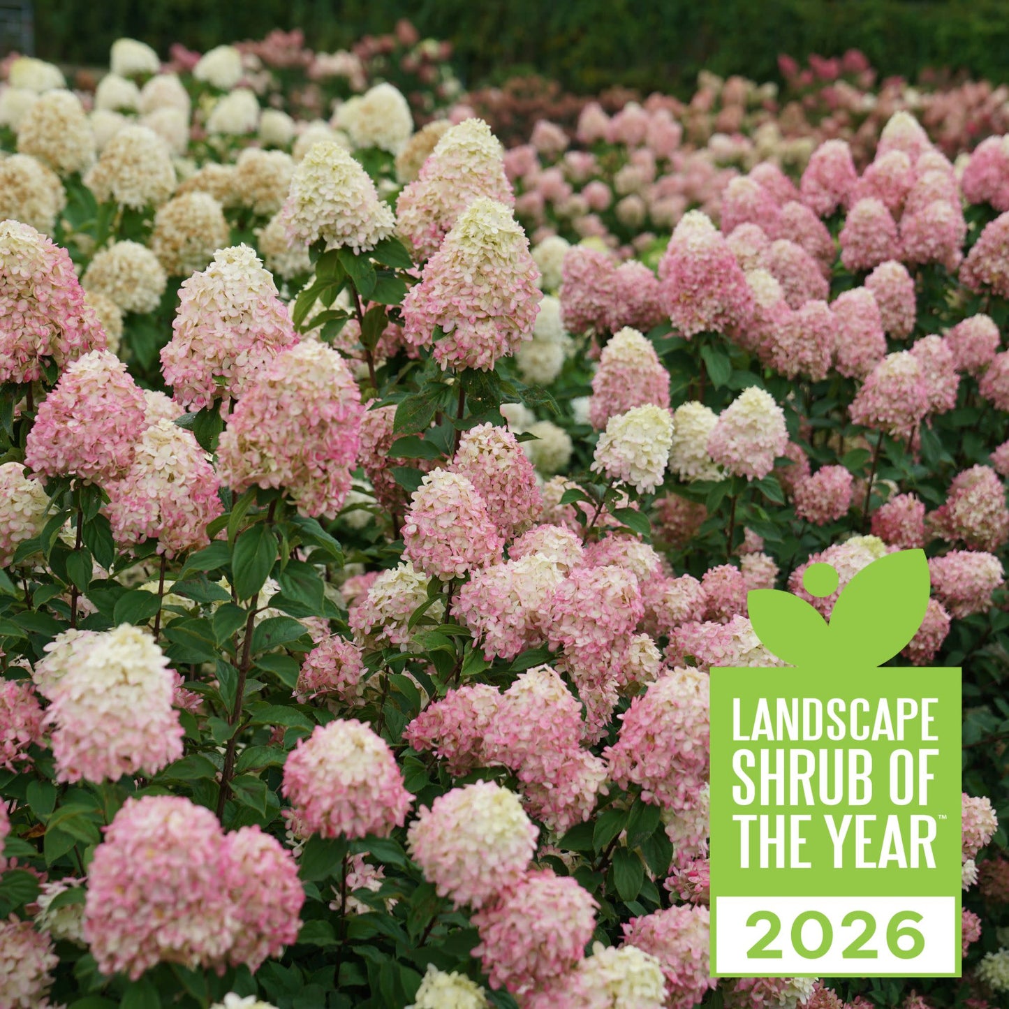 Limelight Prime® Panicle Hydrangea (paniculata)