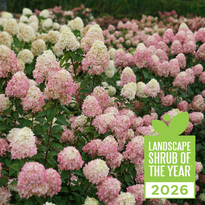 Limelight Prime® Panicle Hydrangea (paniculata)