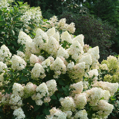 Quick Fire Fab Quick Fire Fab Panicle Hydrangea in use.