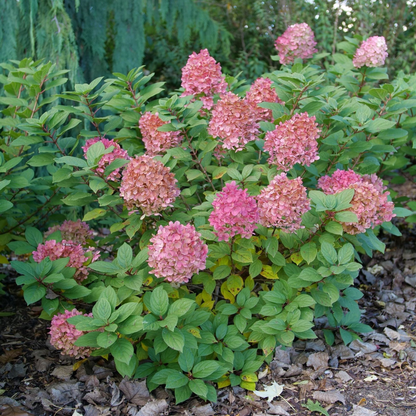 Little Lime Punch® Panicle Hydrangea (paniculata)