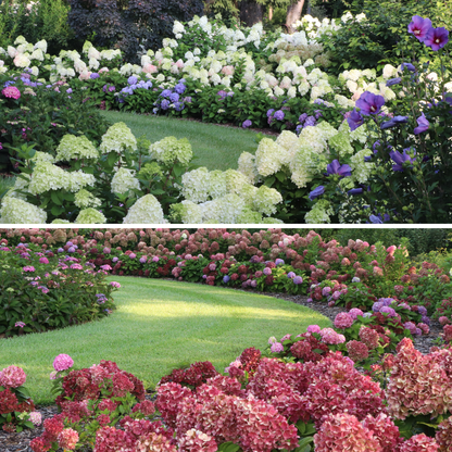 Little Lime Punch® Panicle Hydrangea (paniculata)