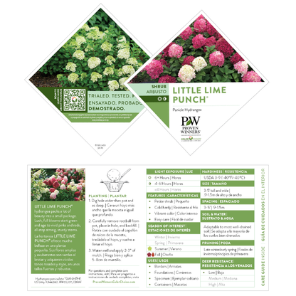 Little Lime Punch® Panicle Hydrangea (paniculata)