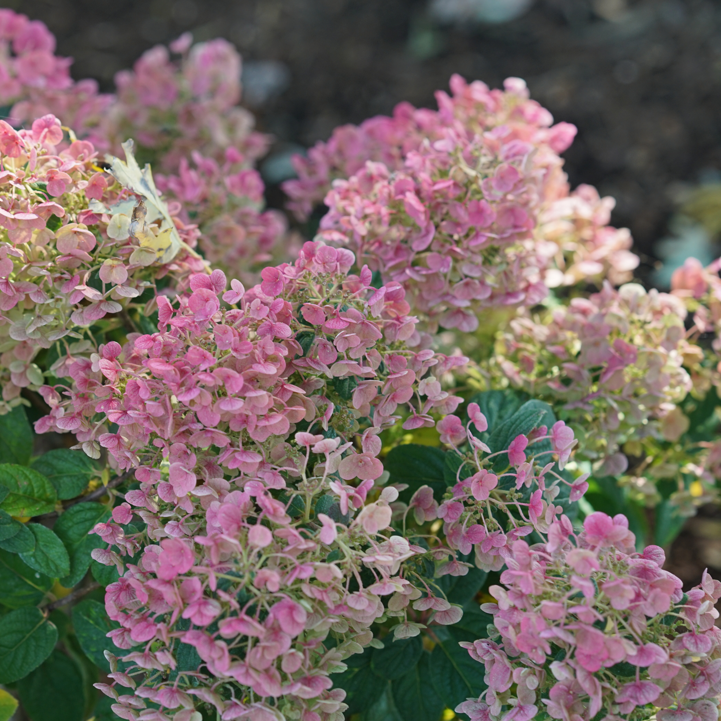 Tiny Quick Fire® Panicle Hydrangea (paniculata)