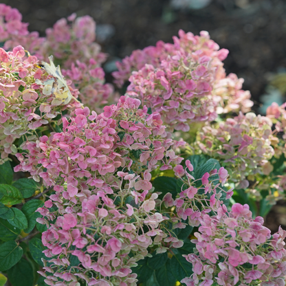 Tiny Quick Fire® Panicle Hydrangea (paniculata)