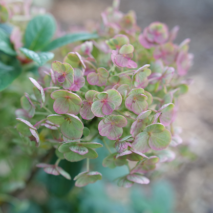 Tiny Quick Fire® Panicle Hydrangea (paniculata)