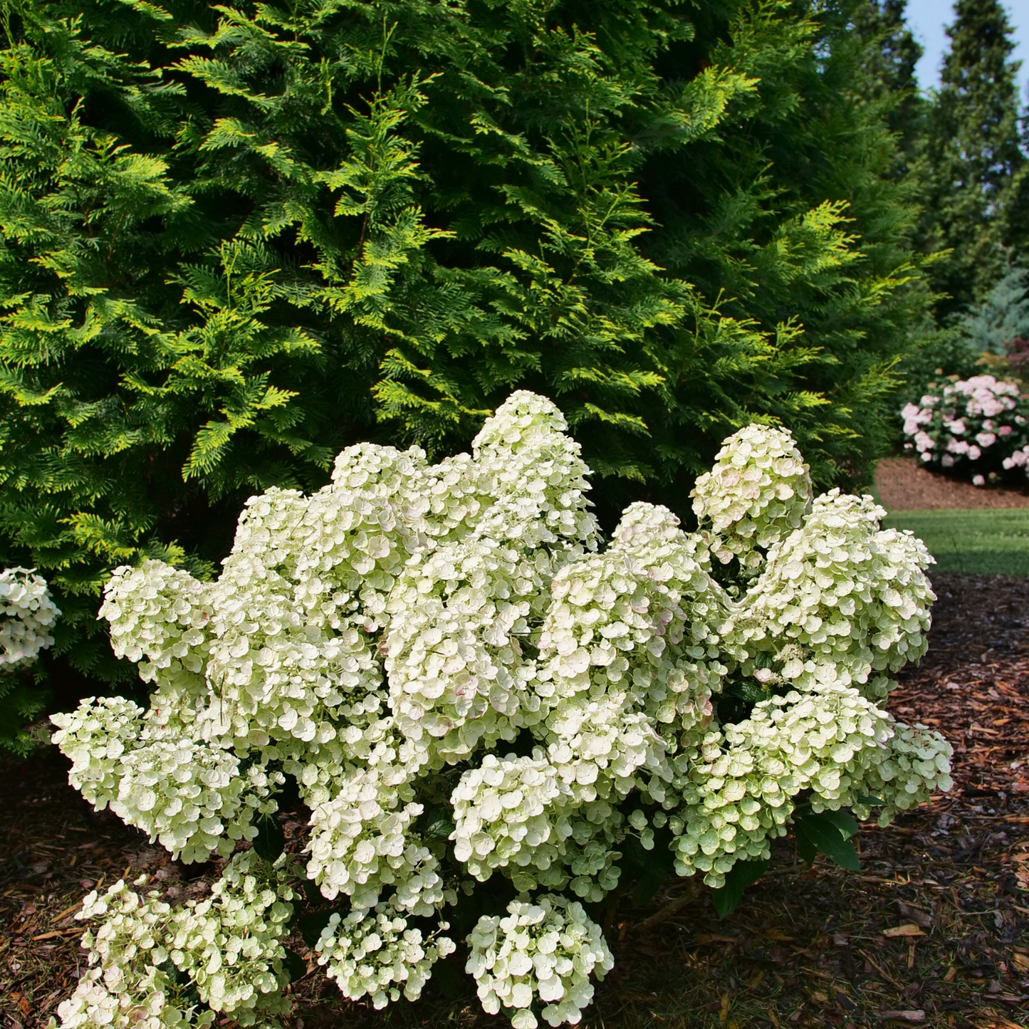 Tiny Quick Fire® Panicle Hydrangea (paniculata)