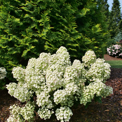 Tiny Quick Fire® Panicle Hydrangea (paniculata)