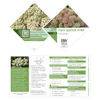 Tiny Quick Fire® Panicle Hydrangea (paniculata)