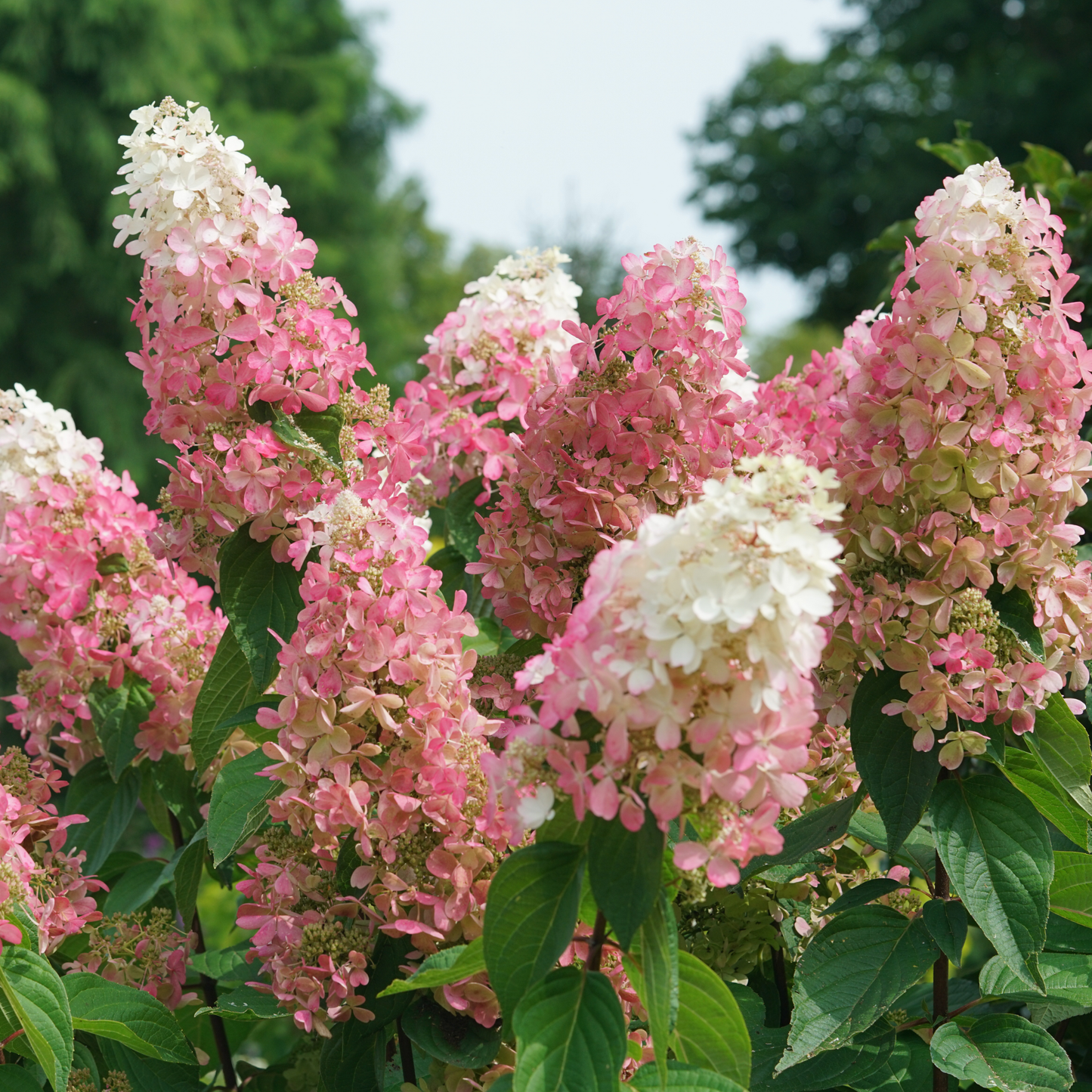 Pinky Winky Prime® Panicle Hydrangea (paniculata)