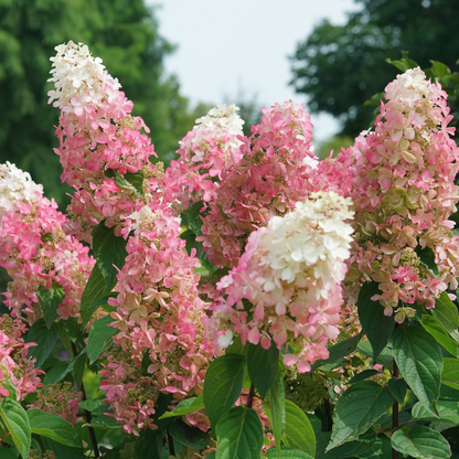 Pinky Winky Prime® Panicle Hydrangea (paniculata)