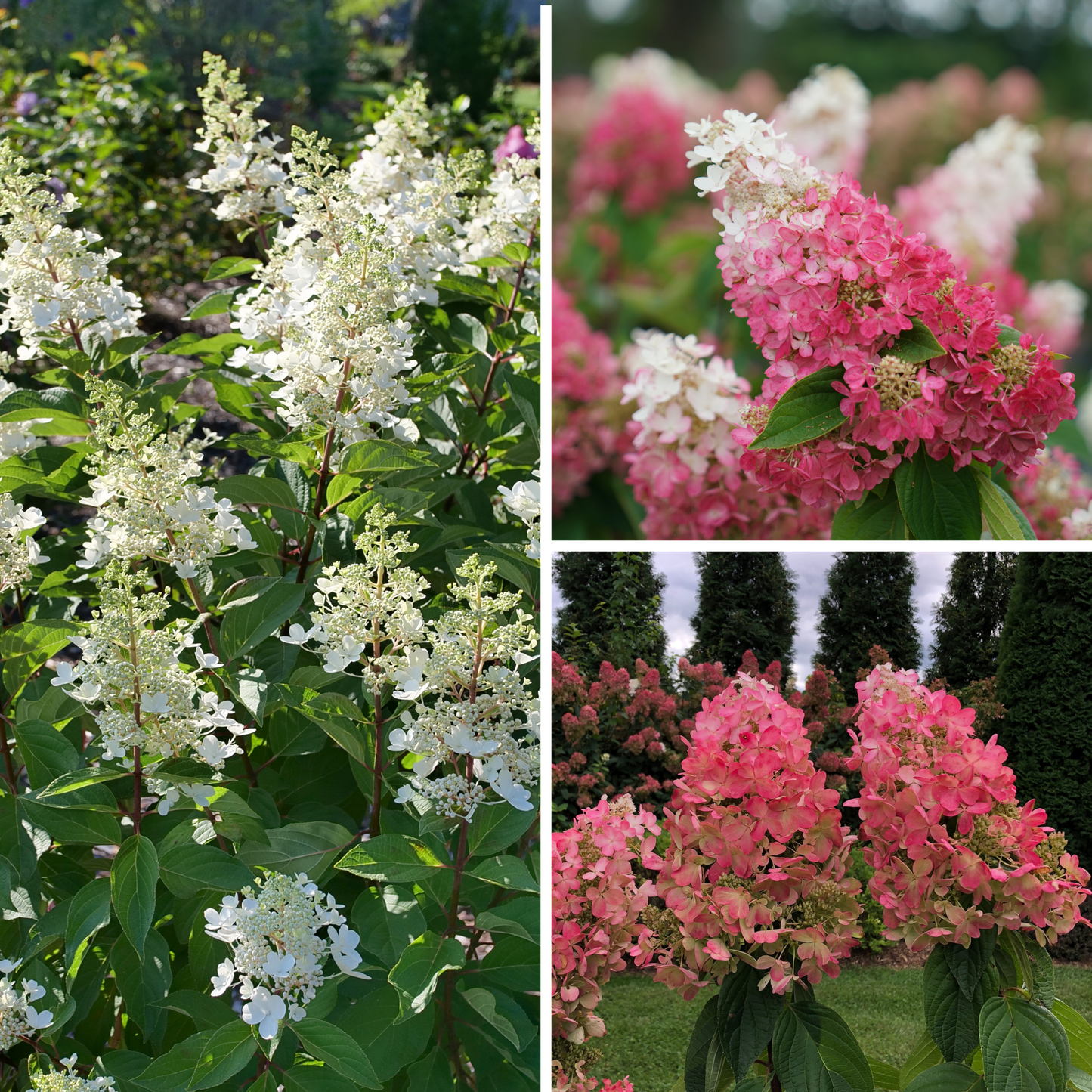 Pinky Winky Prime® Panicle Hydrangea (paniculata)