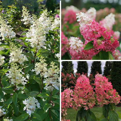 Pinky Winky Prime® Panicle Hydrangea (paniculata)