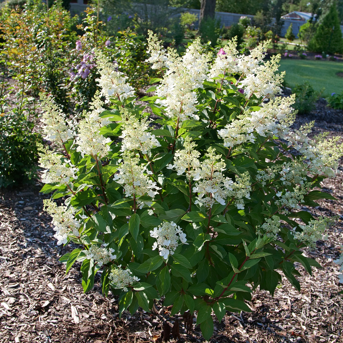 Pinky Winky Prime® Panicle Hydrangea (paniculata)