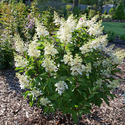 Pinky Winky Prime® Panicle Hydrangea (paniculata)