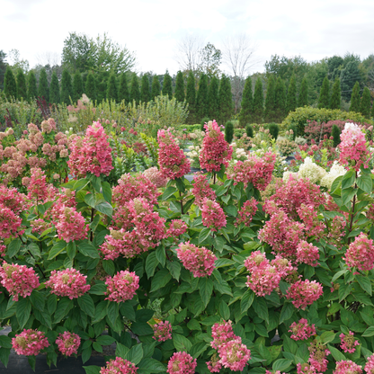 Pinky Winky Prime® Panicle Hydrangea (paniculata)