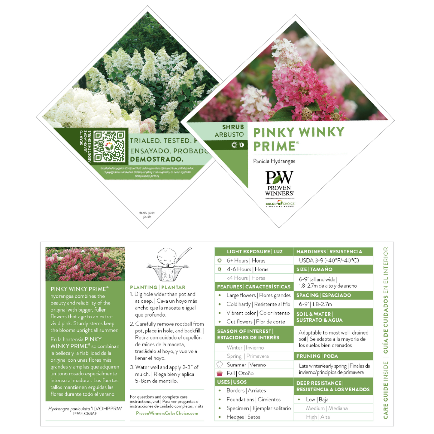 Pinky Winky Prime® Panicle Hydrangea (paniculata)