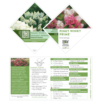 Pinky Winky Prime® Panicle Hydrangea (paniculata)