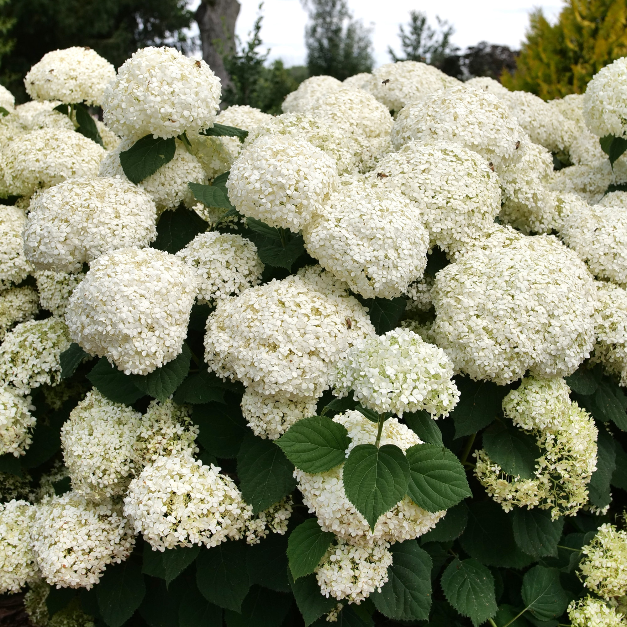 Proven Winners Incrediball Hydrangea - Thumbnail 2