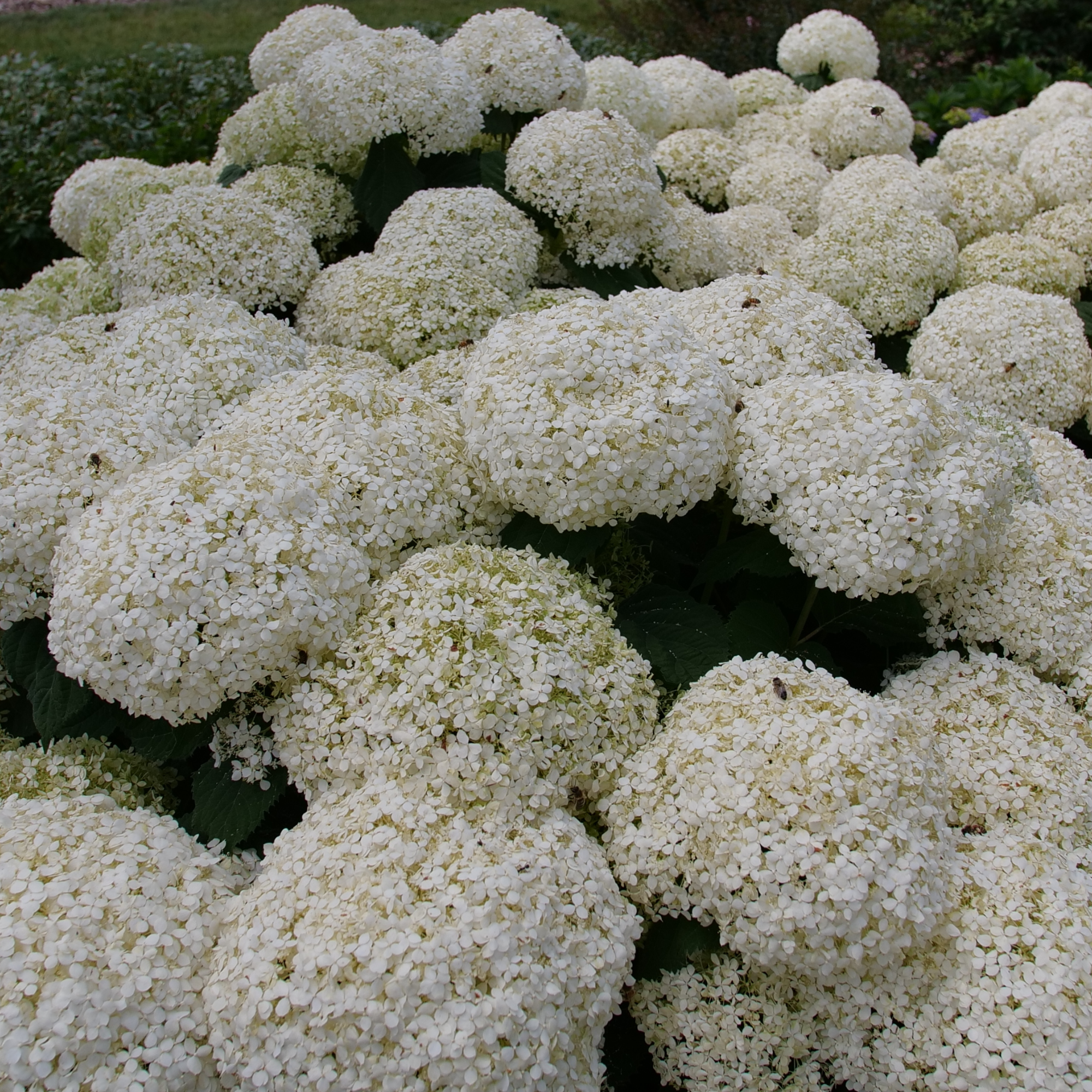 Proven Winners Incrediball Hydrangea - Thumbnail 3