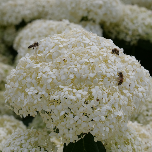 Incrediball Storm Proof Incrediball Storm Proof smooth hydrangea up close.