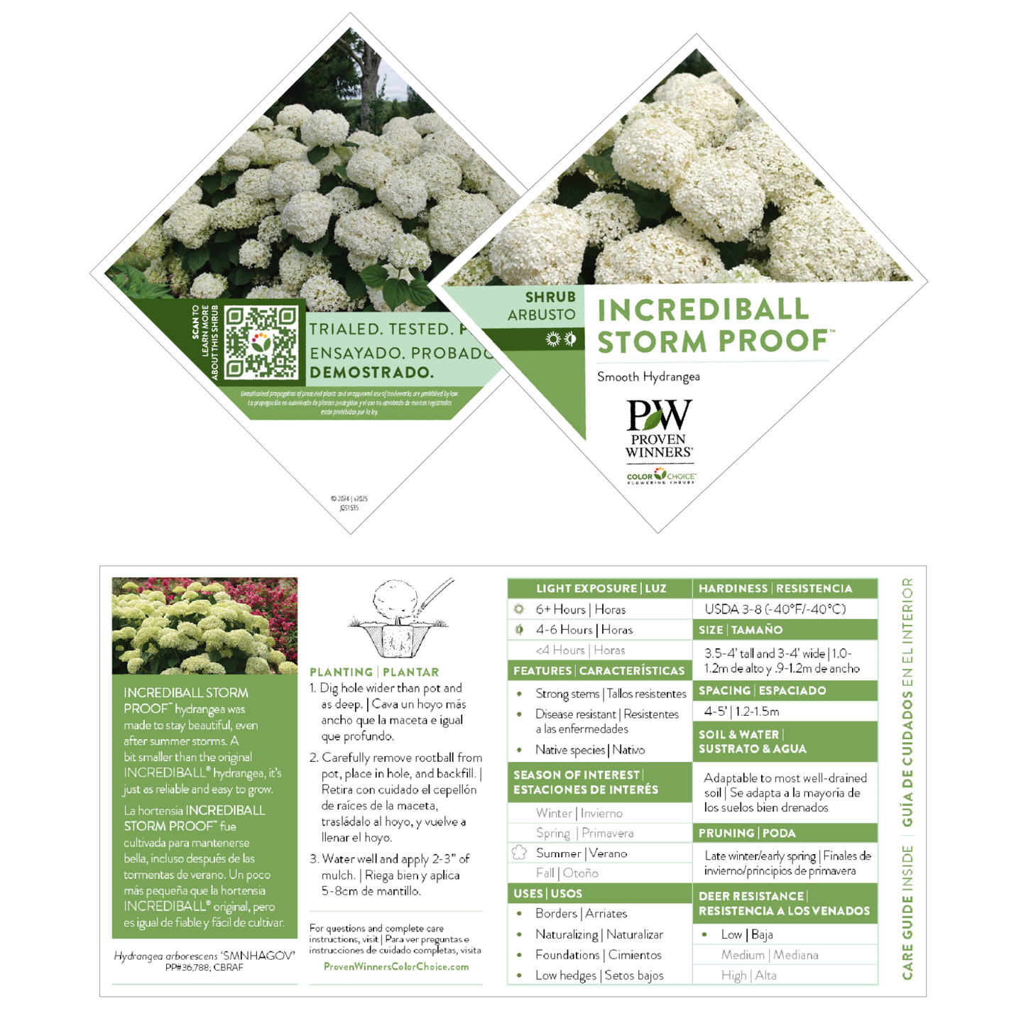 Incrediball Storm Proof™ Smooth Hydrangea (arborescens) | Proven Winners® New Variety 2026