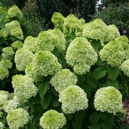 Powerball® Panicle Hydrangea (Paniculata) | Proven Winners® New Variety 2026