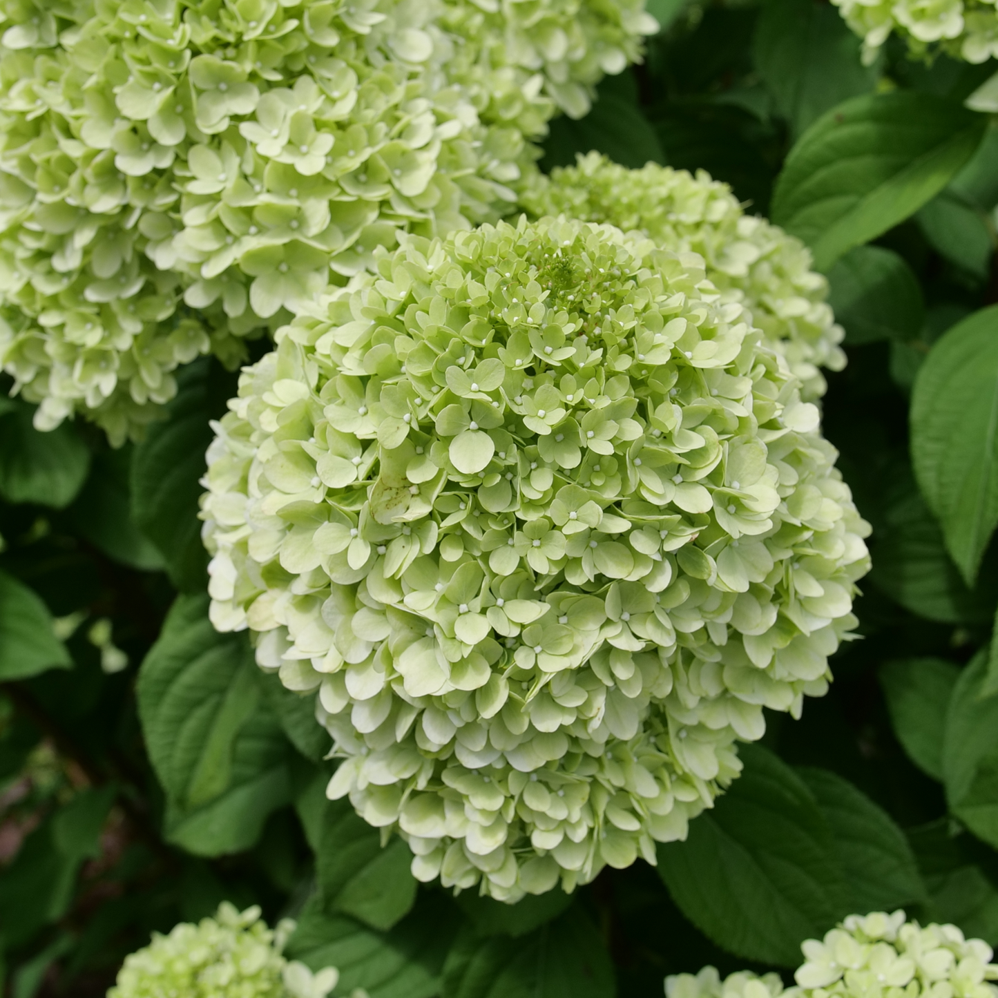 Powerball® Panicle Hydrangea (Paniculata) | Proven Winners® New Variety 2026