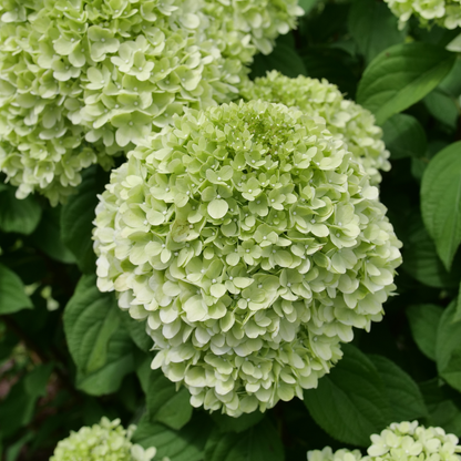 Powerball® Panicle Hydrangea (Paniculata) | Proven Winners® New Variety 2026