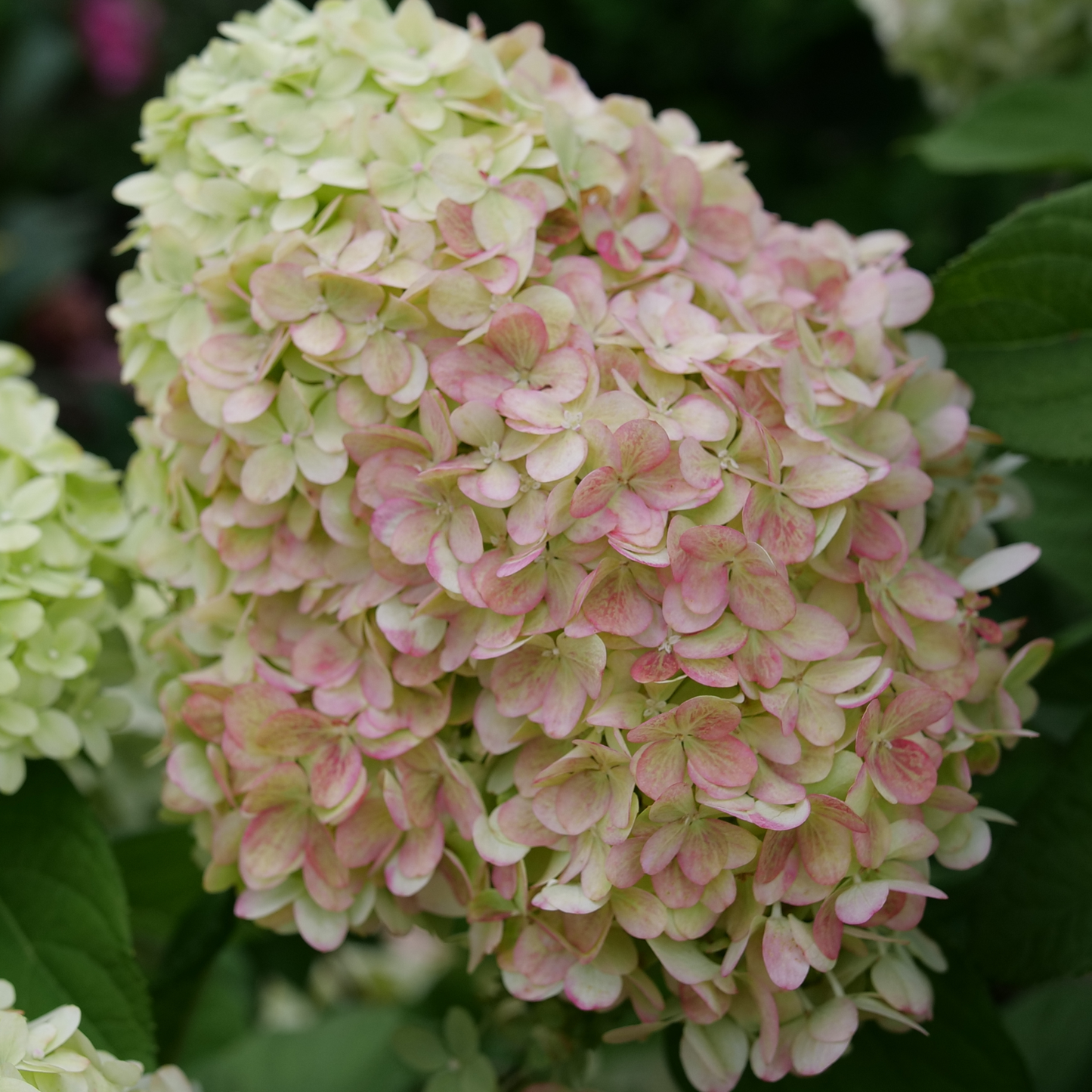 Powerball® Panicle Hydrangea (Paniculata) | Proven Winners® New Variety 2026