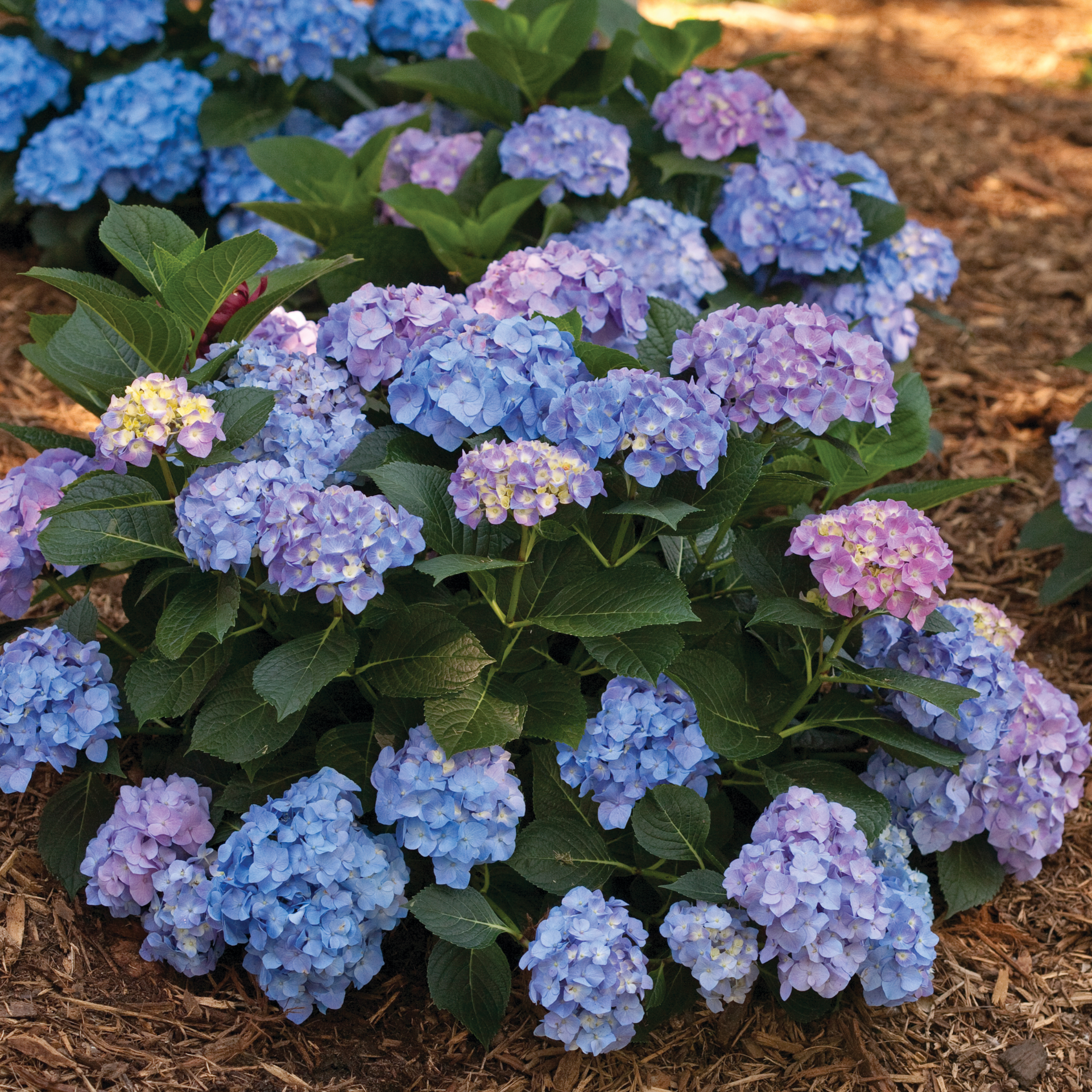 【はるplants】 Reblooming Hydrangea | Let's Dance® Blue Jangles® | Proven Winners