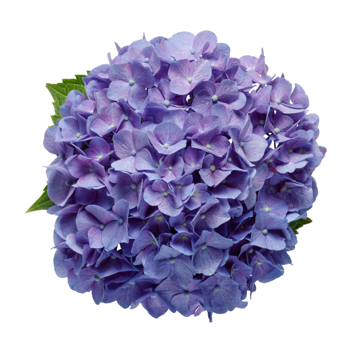Let's Dance® Blue Jangles® Reblooming Hydrangea (macrophylla)