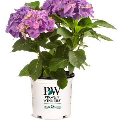 Let's Dance® Blue Jangles® Reblooming Hydrangea (macrophylla)