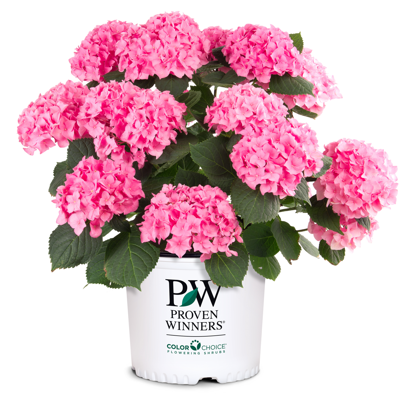 Let's Dance® Blue Jangles® Reblooming Hydrangea (macrophylla)