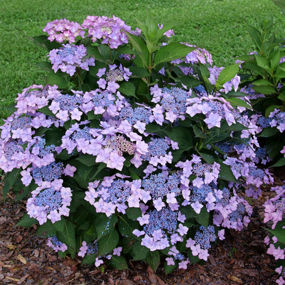 Let's Dance Can Do!® Reblooming Hydrangea (macrophylla × serrata)
