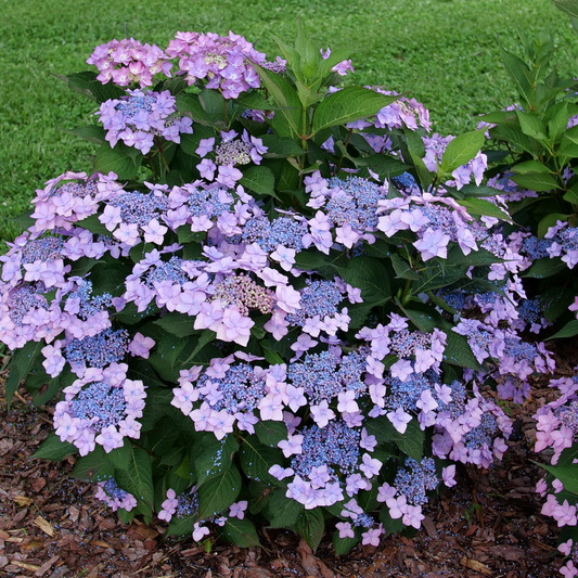 Let's Dance Can Do!® Reblooming Hydrangea (macrophylla × serrata)