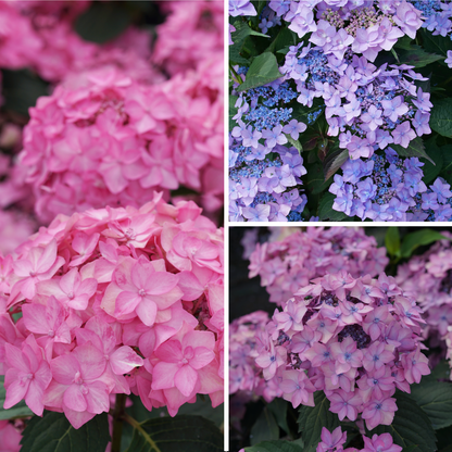 Let's Dance Can Do!® Reblooming Hydrangea (macrophylla × serrata)