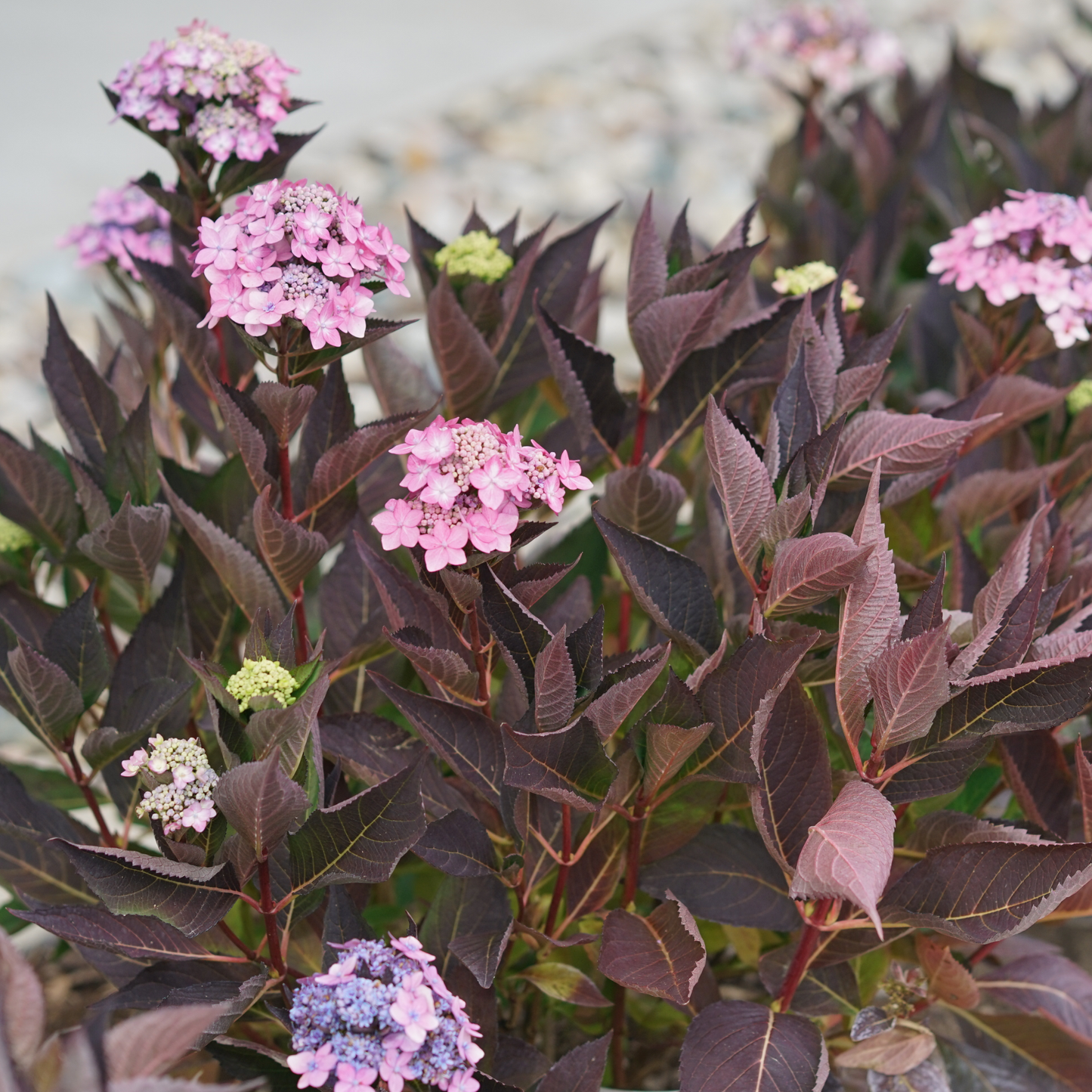 Let's Dance Can Do!® Reblooming Hydrangea (macrophylla × serrata)