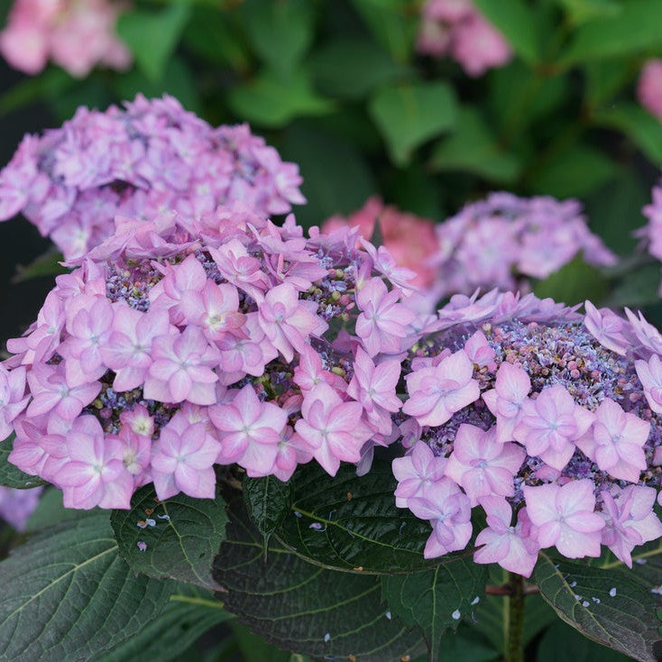 Let's Dance Can Do! Let's Dance Can Do! Reblooming Hydrangea up close.