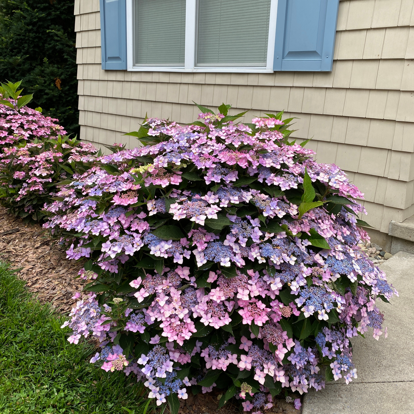 Let's Dance Can Do!® Reblooming Hydrangea (macrophylla × serrata)