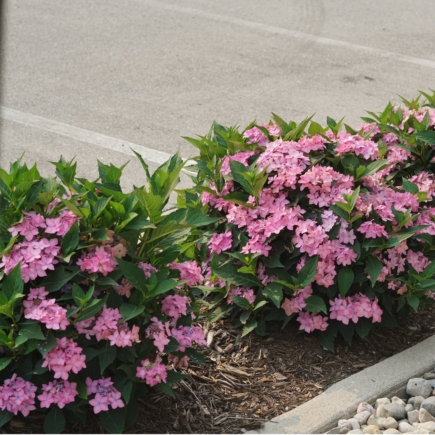 Let's Dance Can Do!® Reblooming Hydrangea (macrophylla × serrata)
