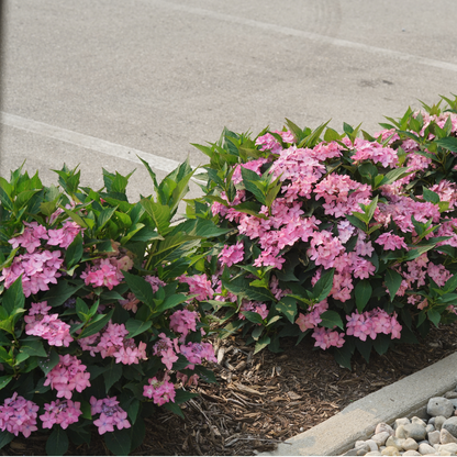 Let's Dance Can Do!® Reblooming Hydrangea (macrophylla × serrata)