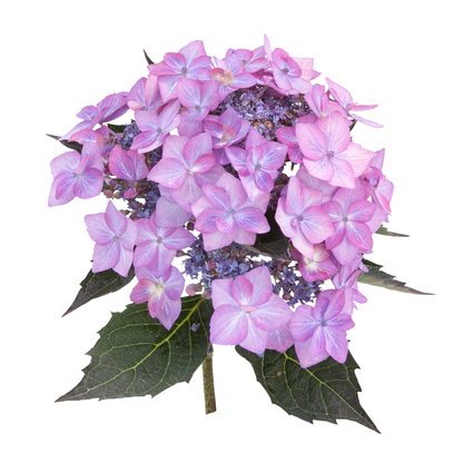Let's Dance Can Do!® Reblooming Hydrangea (macrophylla × serrata)