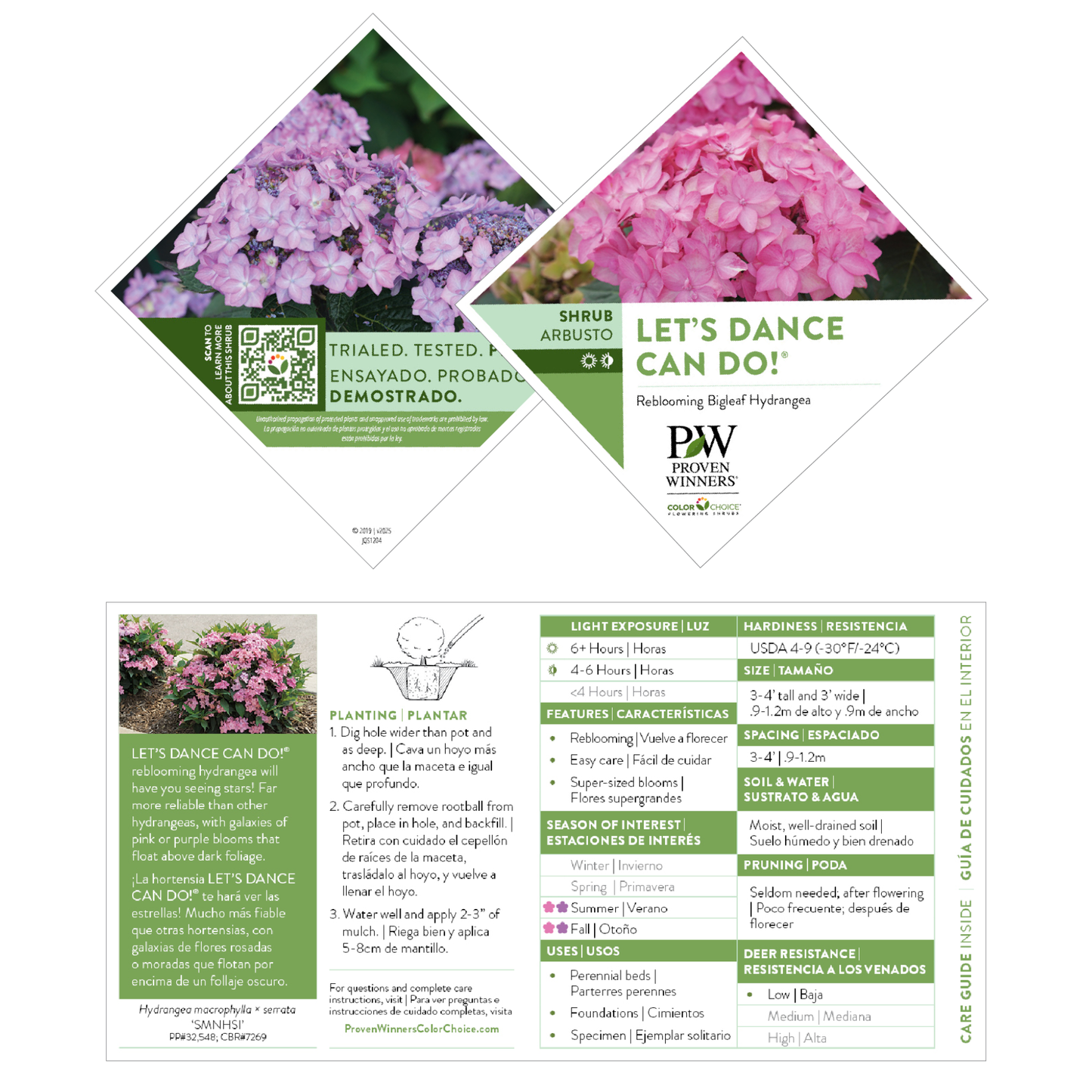 Let's Dance Can Do!® Reblooming Hydrangea (macrophylla × serrata)
