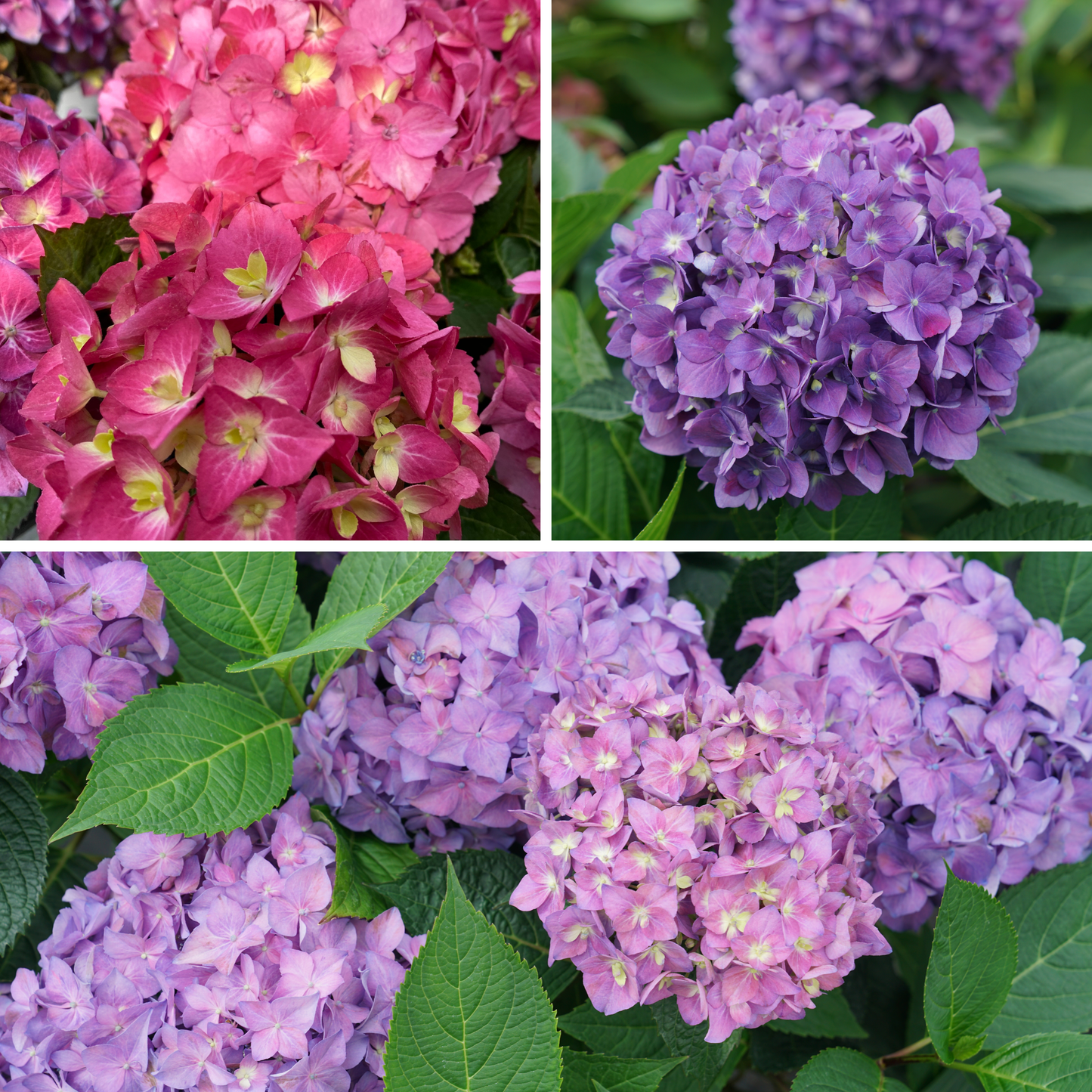Let's Dance ¡Arriba!® Reblooming Hydrangea